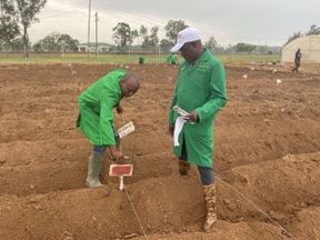 Late blight resistant potato field trials planted in three locations across Nigeria field.jpg